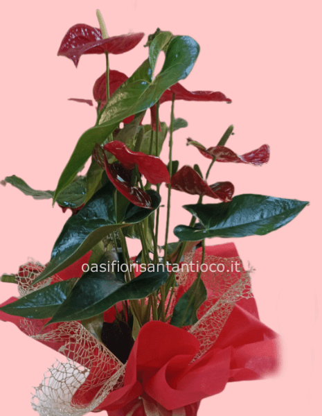 Pianta di anthurium