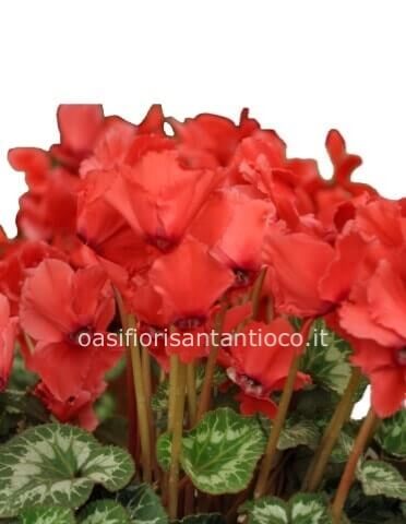 Pianta di ciclamino di vari colori ben confezionata