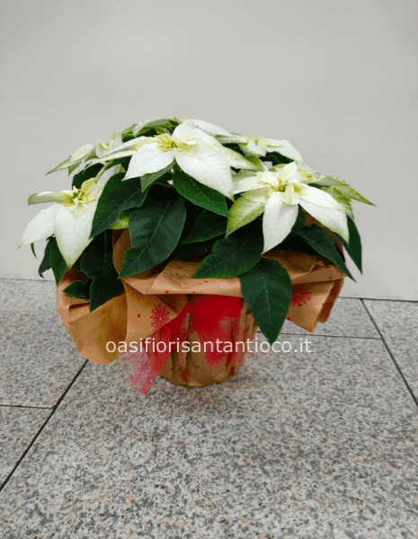 Stella di Natale bianca