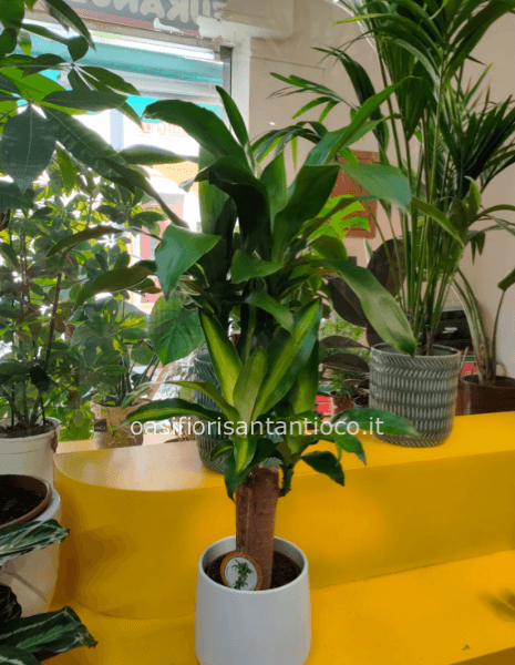 Dracena