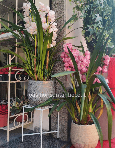 Orchidea Cimbidium vari colori